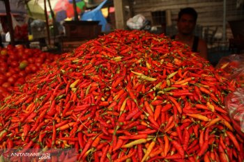 Harga cabai rawit di Balikpapan  tembus Rp80.000 per kg