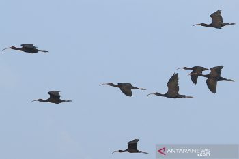 Habitat baru burung air