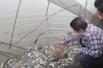 Gubernur Sumsel ajak lestarikan tradisi budidaya ikan,  Melalui tradisi melebung