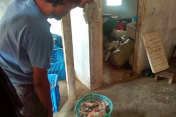 Harga rajungan di Lampung Timur stabil