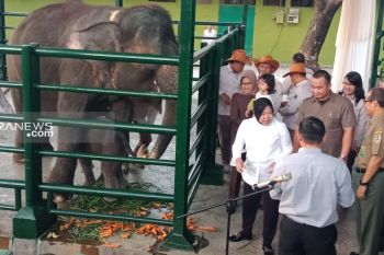 Risma namai bayi gajah Sumatera itu "Dumbo"