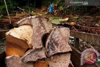Produk sagu Sulawesi Tenggara rambah pasar antarpulau