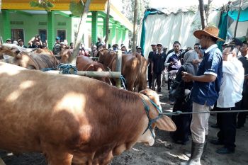 Populasi ternak sapi di Kota Kediri masih kurang