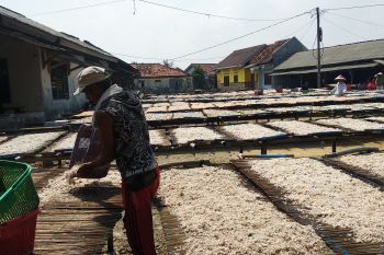 Pasokan melimpah, harga teri asin di Pulau Pasaran turun tipis