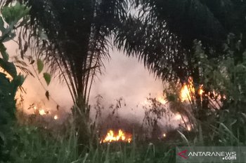 Kebakaran hutan di Register 45 Mesuji Lampung