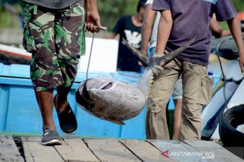 Tangkapan ikan tuna menurun