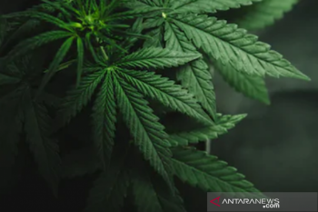 Di Australia, Canberra jadi kota pertama legalkan ganja