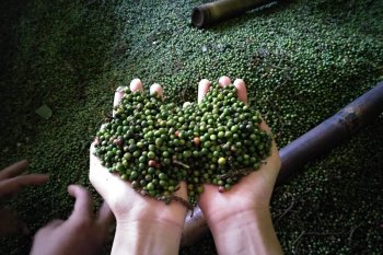 Petani lada Maringgai kini melirik komoditas lain
