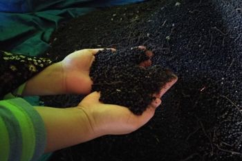 Petani lada bersyukur atas musim kemarau