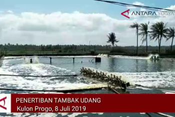 VIDEO: Kulon Progo tertibkan tambak udang selatan BIY