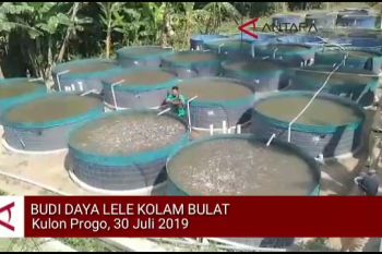 VIDEO: DKP Kulon Progo dorong penerapan Bule Kolbu