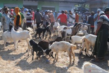 Harga kambing naik