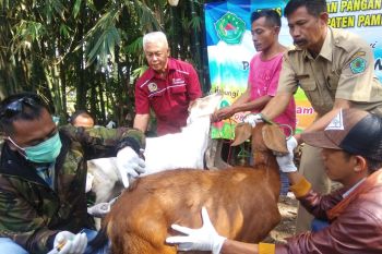 Petugas DKPP Pamekasan periksa kesehatan hewan kurban