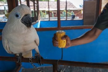 Pengamanan satwa langka di lindungi