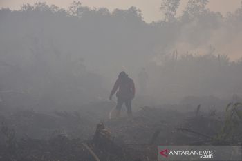 Waduh, jarak pandang di Pelalawan 800 meter akibat asap Karhutla