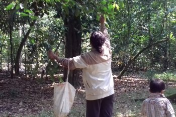 Durian montong Maringgai kian sulit ditemukan