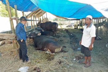 Distan Kota Mataram memeriksa kesehatan hewan kurban