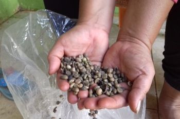 Kopi asli Lampung Maringgai punya potensi dikembangkan