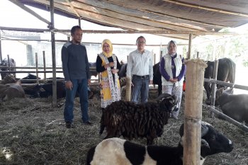 Pastikan hewan kurban bebas penyakit, Distan Banten terus lakukan pemeriksaan