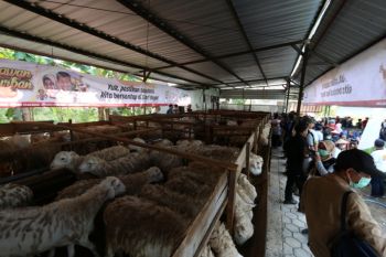 ACT bakal  distribusikan 1.000 hewan kurban di DIY
