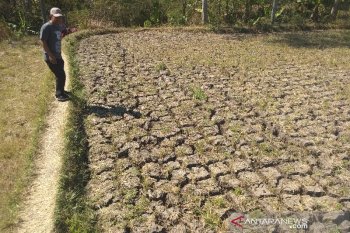 Waduh, petani di Garut menganggur akibat kemarau