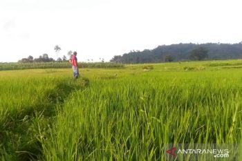 Tingkat Kesejahteraan Petani di Sulawesi Utara Naik Tipis