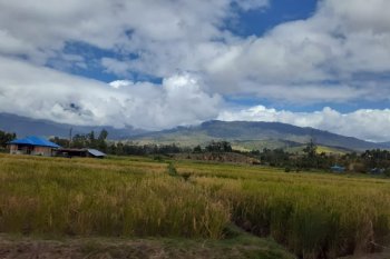 Arkeolog prihatin bercocok tanam ubi jalar di Wamena mulai berkurang