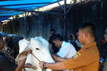 Pemkot Bandarlampung intensifkan pemeriksaan kesehatan hewan Qurban jelang Idul Adha 2019