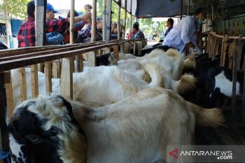 Petugas kesehatan di Kediri periksa hewan kurban milik pedagang