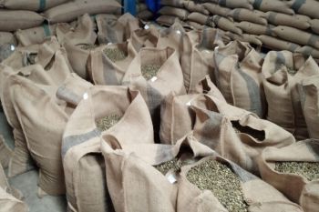 Produksi kopi robusta masih rendah
