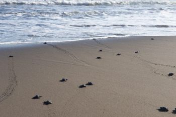Satwa liar Penyu di pantai Kota Mataram rawan dari perburuan