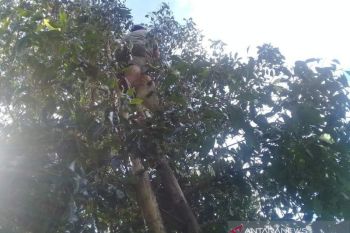 Harga cengkih di Sulawesi Utara  bertahan