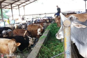 Pemeriksaan kesehatan hewan kurban di Tanah Datar dari masjid hingga pasar