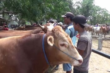 Permintaan hewan kurban asal Ngawi meningkat