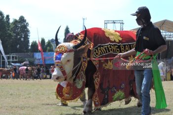 Ini kontes-kontes ternak di daerah