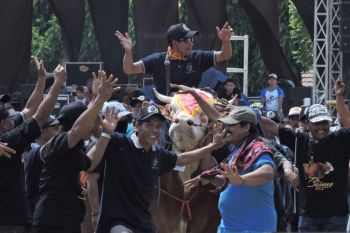 Populasi ternak sapi Situbondo tertinggi di Jawa Timur