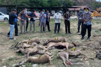 Polres Bima tetapkan tersangka kasus perdagangan rusa