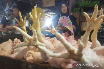 Disdagkop Kaltara antisipasi perbedaan harga ayam yang didistribusi