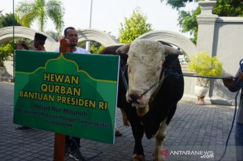 Presiden Jokowi menyumbang dua ekor sapi kurban untuk DIY