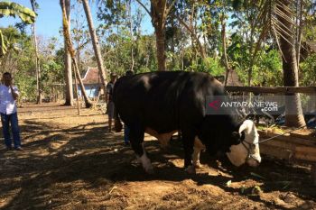 Warga Mulusan Gunung Kidul mendapat hewan kurban Presiden Jokowi