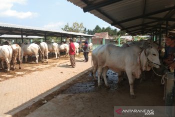 Bantul memastikan hewan kurban dalam kondisi sehat