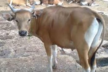 Persediaan sapi di Biak Numfor cukup untuk kebutuhan kurban Idul Adha