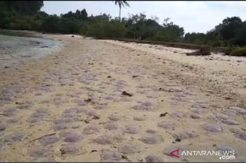 Thousands of jellyfish died in Pesisir Selatan
