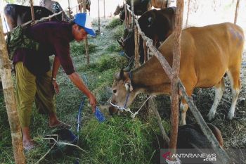 Lapas dan Rutan Padang Sembelih Tujuh ekor Sapi Kurban