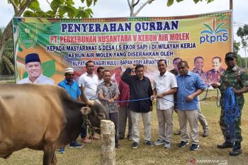 PTPN V sembelih 300 hewan kurban