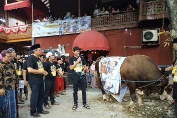 Wali Band kurban sapi limosin seberat satu ton