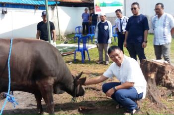 Pertamina Papua-Maluku serahkan hewan kurban ke masjid dan panti asuhan