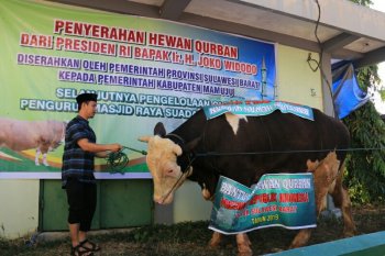 Sapi dari Presiden disembelih di Masjid Raya Kabupaten Mamuju