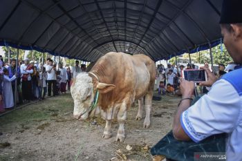 Peserta kurban di Palembang meningkat dari tahun lalu