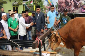 Bupati  serahkan sapi berbobot 500 kg untuk kurban